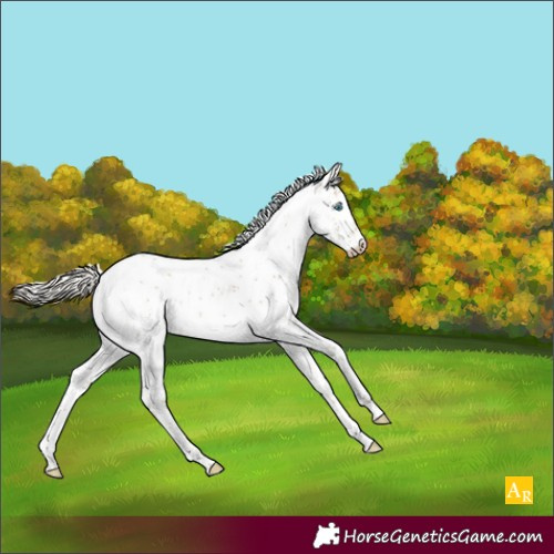 Horse Color:Gray Silver Smoky Black Pearl Sabino Rabicano 