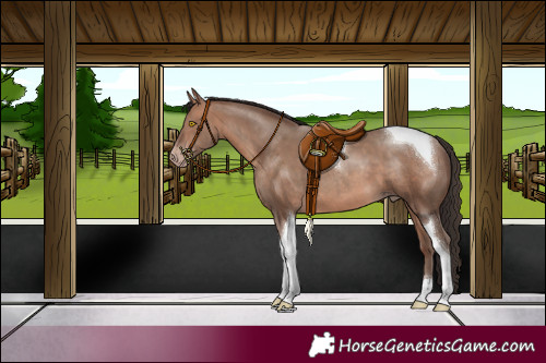 Horse Color:Sable Champagne Tobiano 