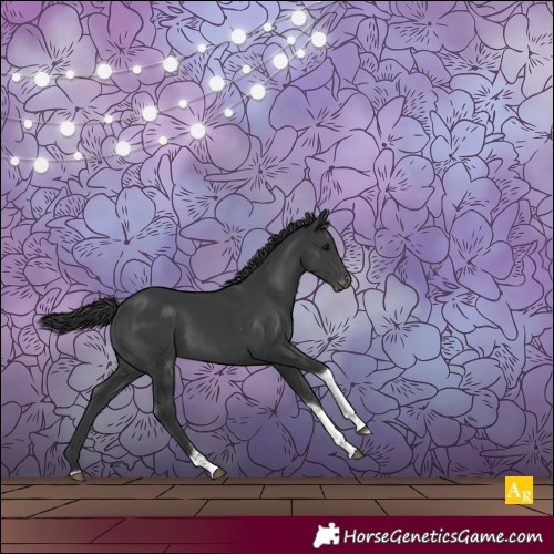Horse Color:Black Tobiano Appaloosa 