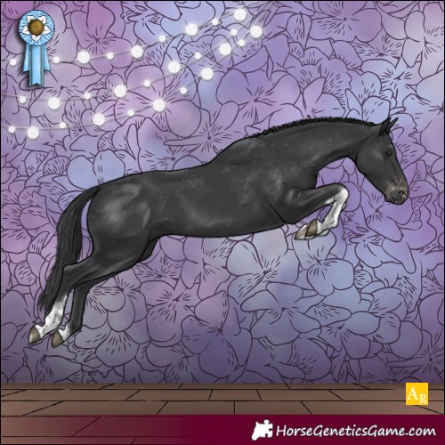 Horse Color:Black Tobiano Appaloosa