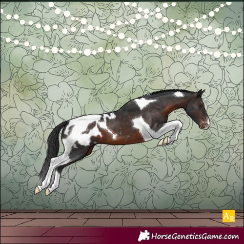 Horse Color:Brown Tobiano Appaloosa