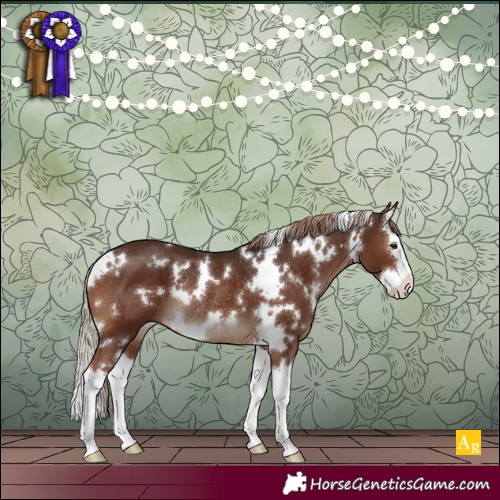 Horse Color:White Spotted Liver Chestnut Splash Rabicano