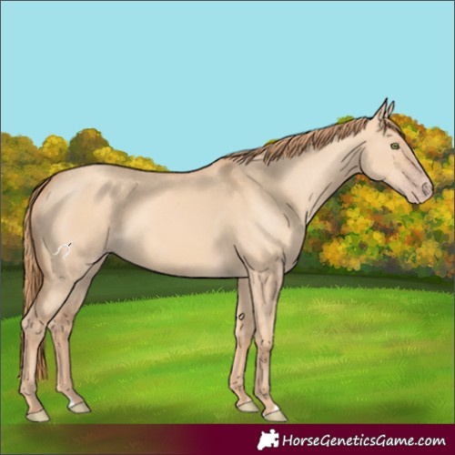 Horse Color:Gold Champagne Dun 