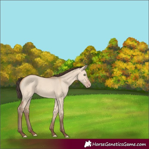 Horse Color:Amber Champagne Dun 