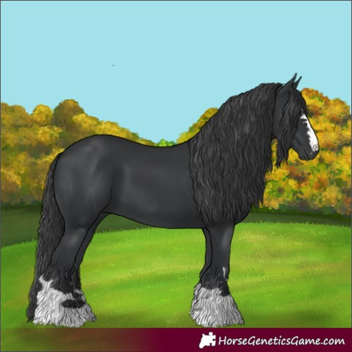 Horse Color:Black 