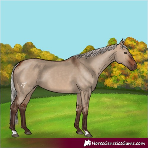 Horse Color:Silver Brown Dun