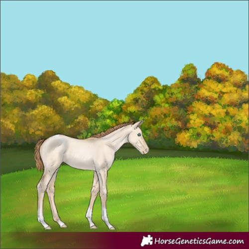 Horse Color:Smoky Grullo Pearl Tobiano 