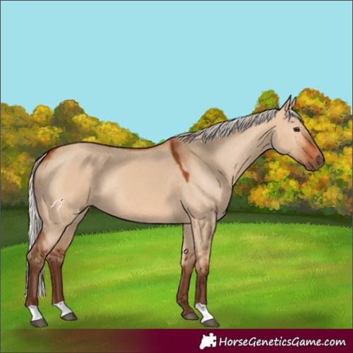 Horse Color:Silver Bay Dun 