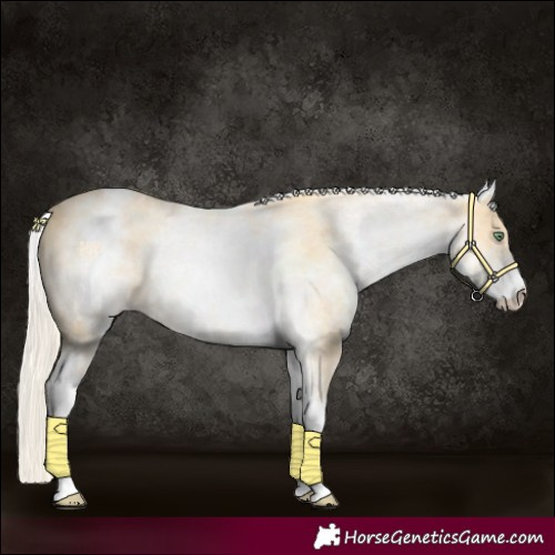 Horse Color:White Spotted Gold Cream Champagne 