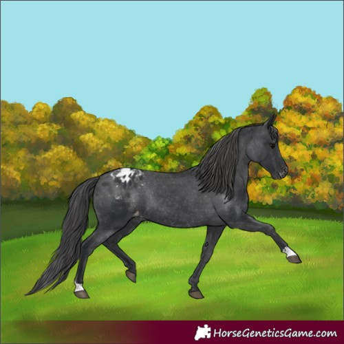 Horse Color:Black Appaloosa Rabicano 