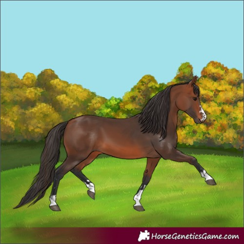 Horse Color:Bay 