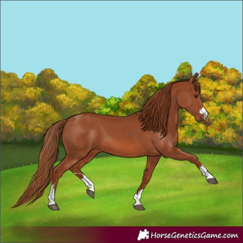 Horse Color:Chestnut 