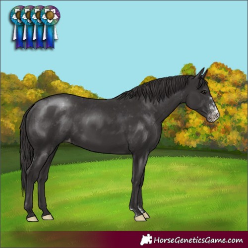 Horse Color:Smoky Black Sabino Appaloosa