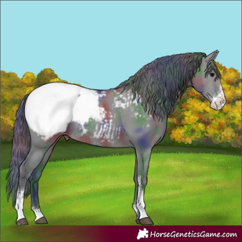 Horse Color:Nacre Grullo Sabino Snowcap Rabicano 