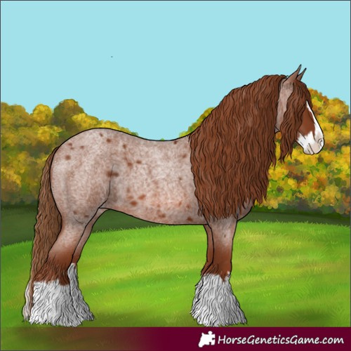 Horse Color:Red Roan Splash