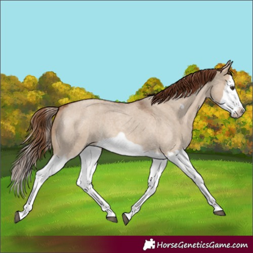 Horse Color:Red Dun Roan Splash Frame Rabicano