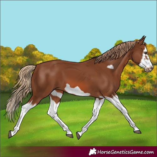 Horse Color:Chestnut Splash Frame 