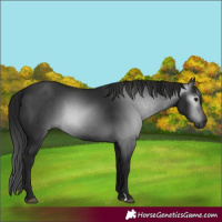 Horse Color:Gray Black 