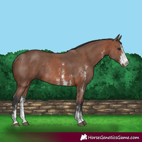 Horse Color:Bay Sabino Rabicano and Brown Sabino Rabicano
