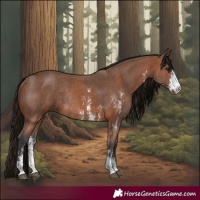 Horse Color:Bay Sabino Rabicano and Brown Sabino Rabicano