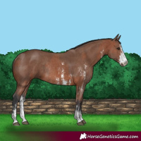 Horse Color:Bay Sabino Rabicano and Brown Sabino Rabicano
