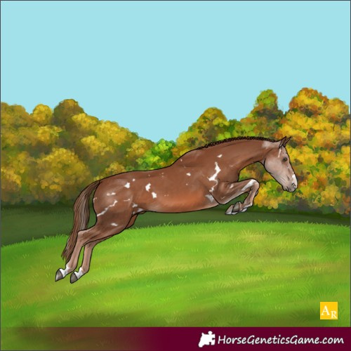 Horse Color:White Spotted Chestnut 