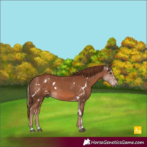 Horse Color:White Spotted Chestnut 