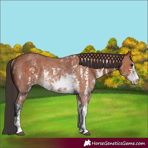 Horse Color:Bay Sabino Rabicano  and Bay Sabino Rabicano 