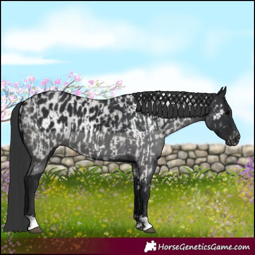 Horse Color:Black  and Black Appaloosa 