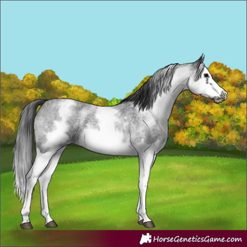 Horse Color:White Spotted Blue Roan Splash Frame Blanket 
