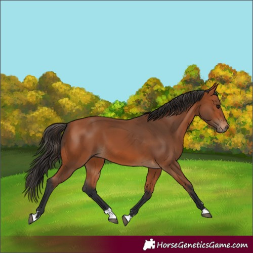 Horse Color:Bay 