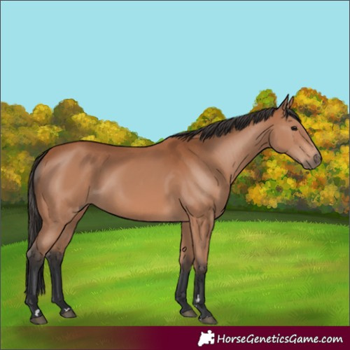 Horse Color:Bay Rabicano