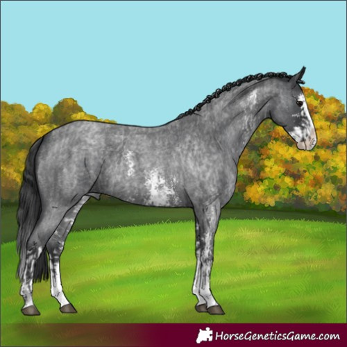 Horse Color:Blue Roan Sabino Splash and Blue Roan Sabino Splash