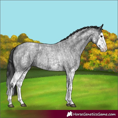 Horse Color:Blue Roan Sabino Splash and Blue Roan Sabino Splash