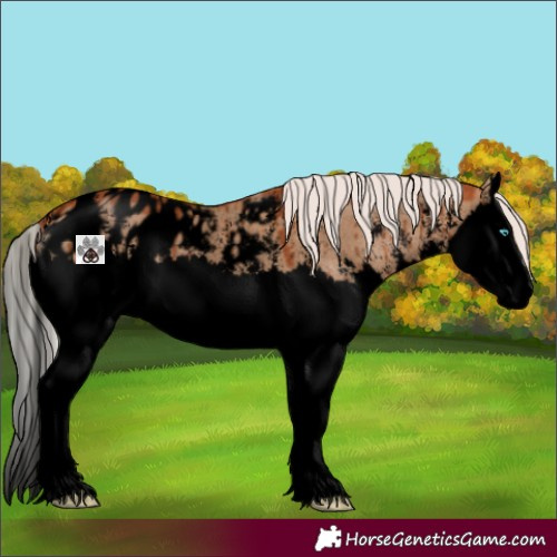 Horse Color:Void Silver Bay Dun Sabino Splash Appaloosa Brindle 