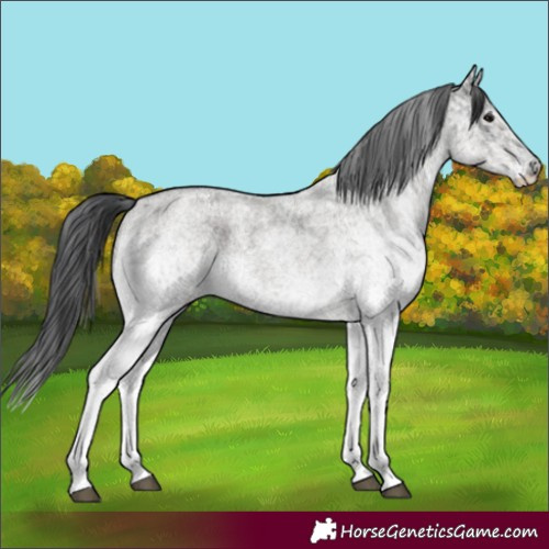 Horse Color:White Spotted Blue Roan Rabicano  and White Spotted Grullo Roan Rabicano 