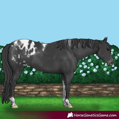 Horse Color:Black Tobiano Appaloosa Rabicano