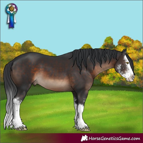 Horse Color:Brown Sabino Splash 