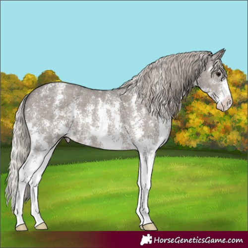 Horse Color:Silver Black Sabino 