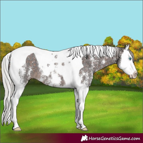 Horse Color:Silver Brown Sabino Splash Tobiano 