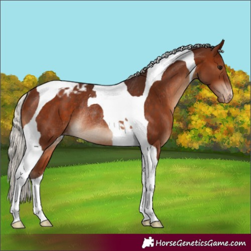 Horse Color:Silver Brown Tobiano Appaloosa Rabicano 