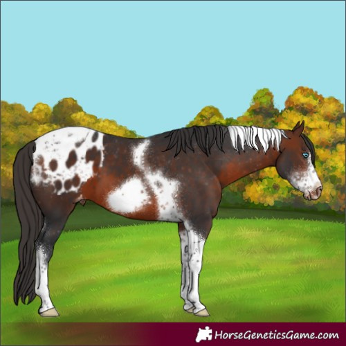 Horse Color:Brown Sabino Tobiano Frame Appaloosa 