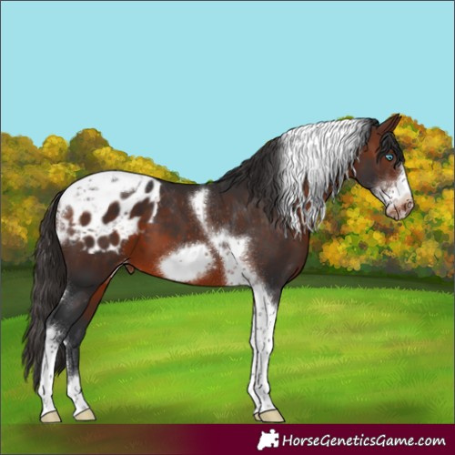 Horse Color:Brown Sabino Tobiano Frame Appaloosa