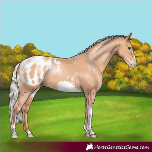 Horse Color:Silver Amber Champagne Sabino Tobiano Frame Appaloosa 