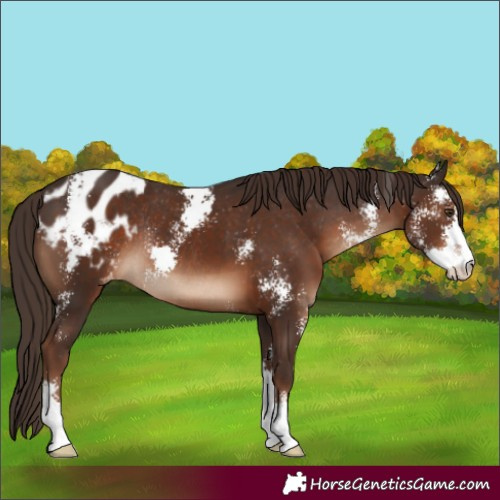 Horse Color:Liver Chestnut Sabino Appaloosa Rabicano 