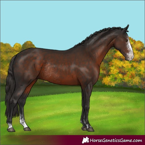 Horse Color:Liver Chestnut Sabino Rabicano
