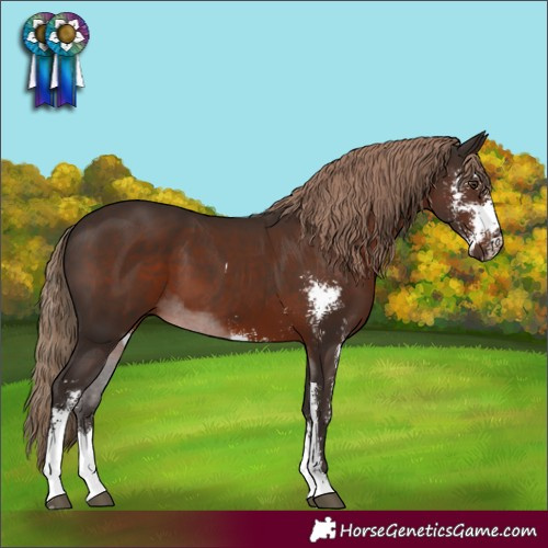 Horse Color:Liver Chestnut Sabino