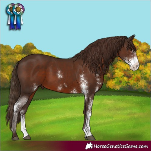 Horse Color:Liver Chestnut Sabino