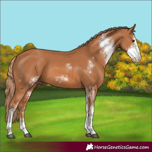 Horse Color:Chestnut Sabino 