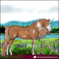 Horse Color:Chestnut Sabino